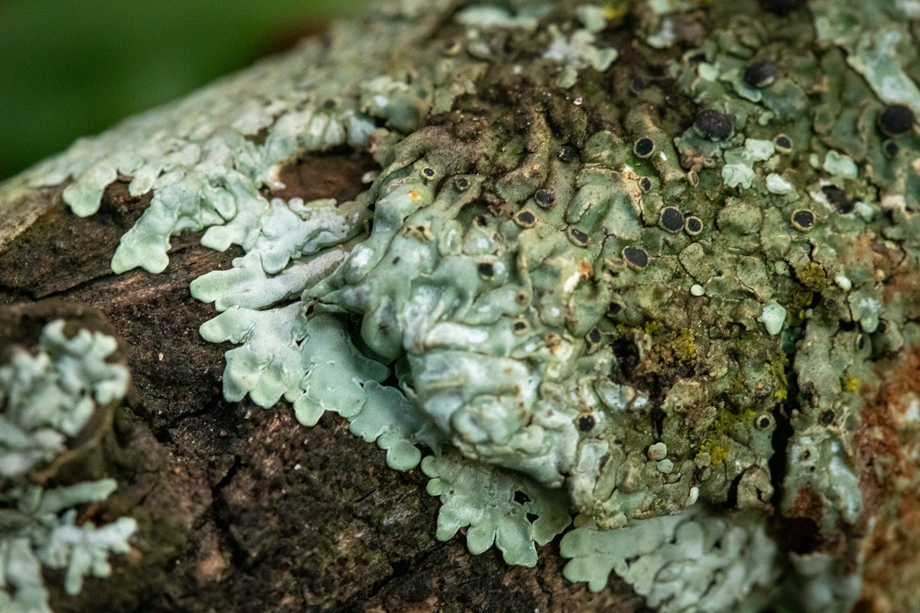 A closeup photo shows lichens on a wooden branch. They form thick, patchy structures in a turquoise color with violet dark spots atop.