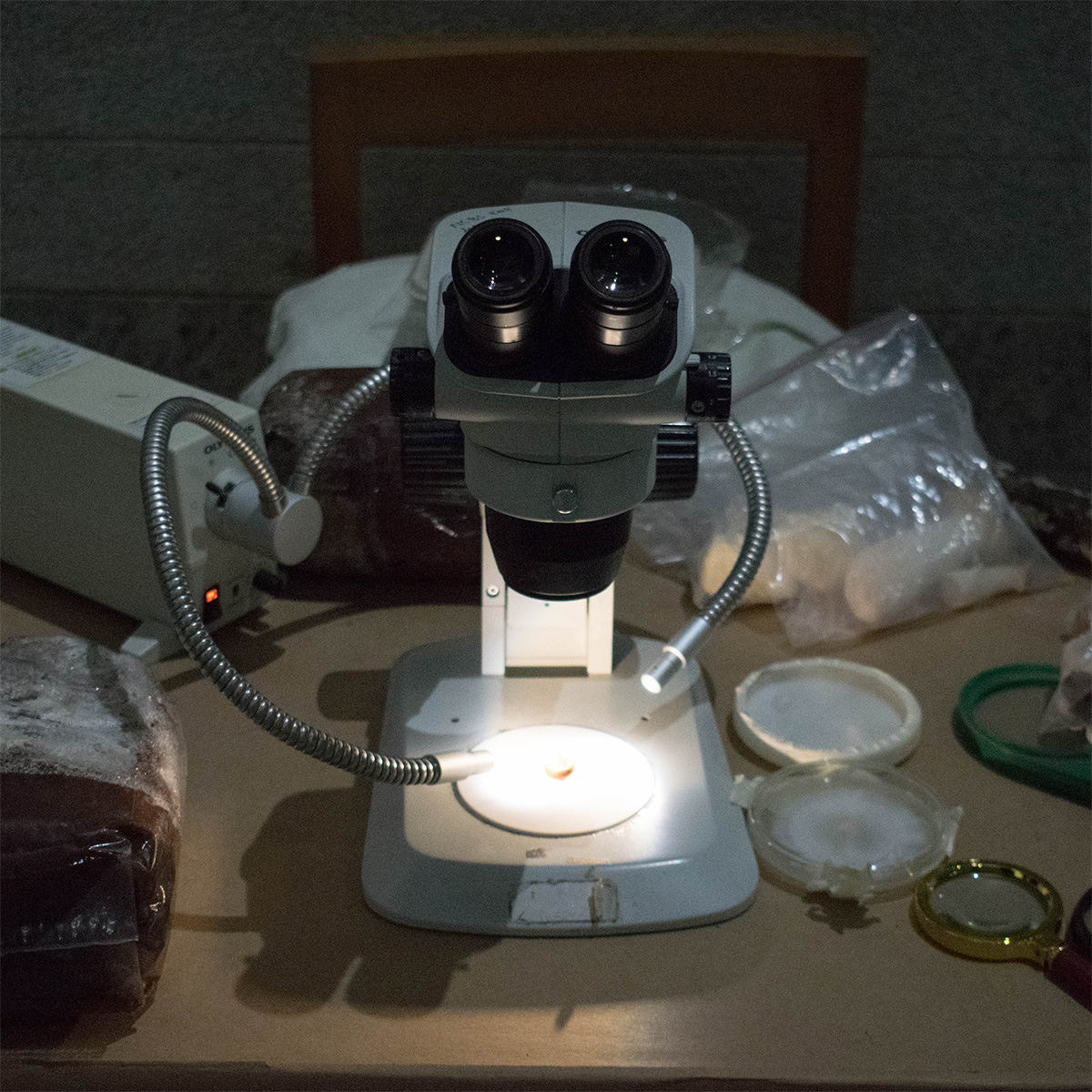 A closeup of a table with a microscope and petri dishes with spores and a spore bag.